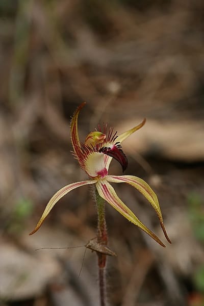 PingaringSpiderOrchid_1