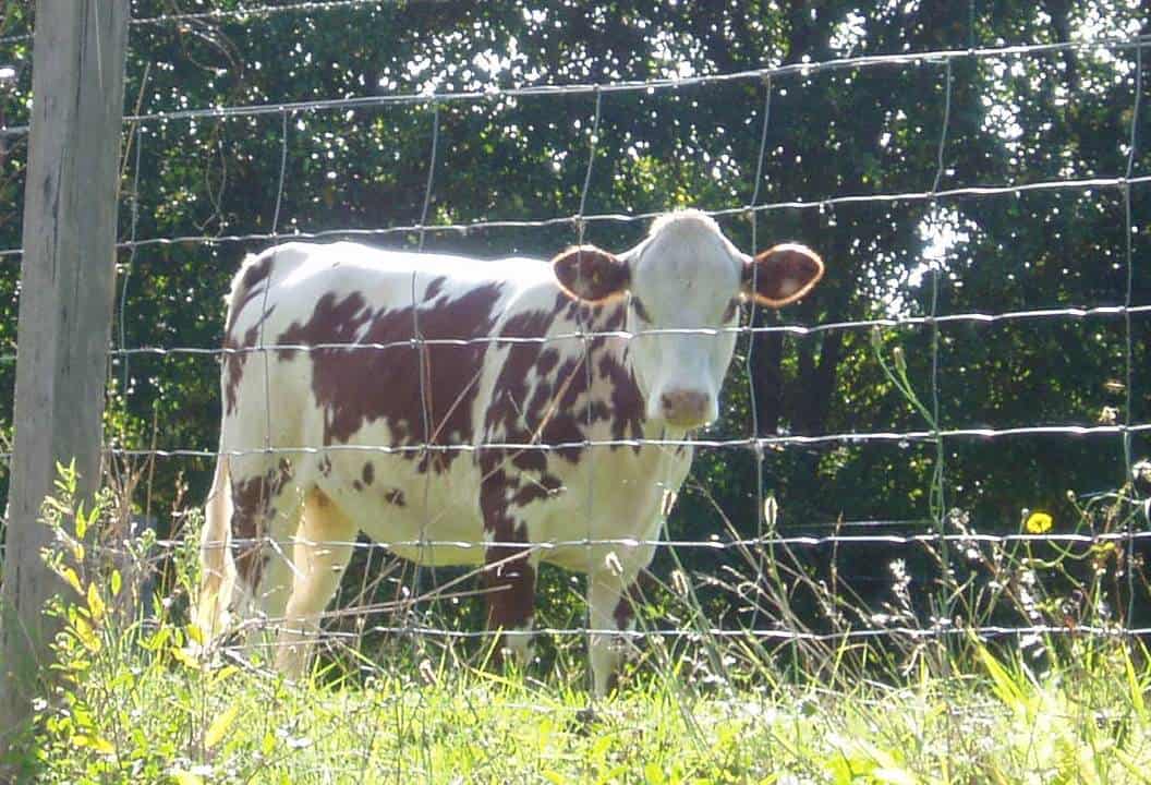 muddy the cow